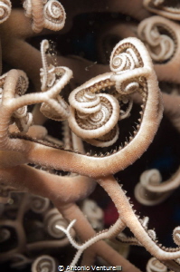 macro basket star
(Canon macro 60 mm,1/200,f/16, iso400) by Antonio Venturelli 